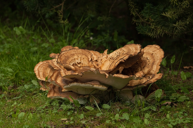 Meripilus giganteus Giant Mushroom Reuzenzwam